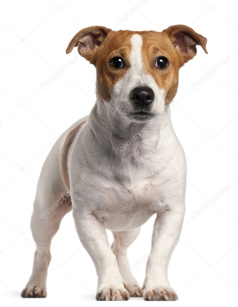 Jack Russell Terrier, 16 months old, standing in front of white background