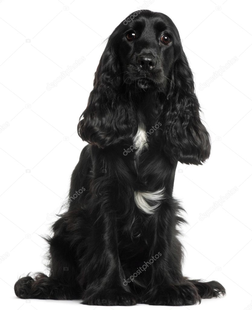 English Cocker Spaniel, 8 months old, sitting in front of white