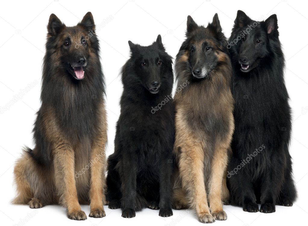Belgian Shepherd Dogs in front of white background