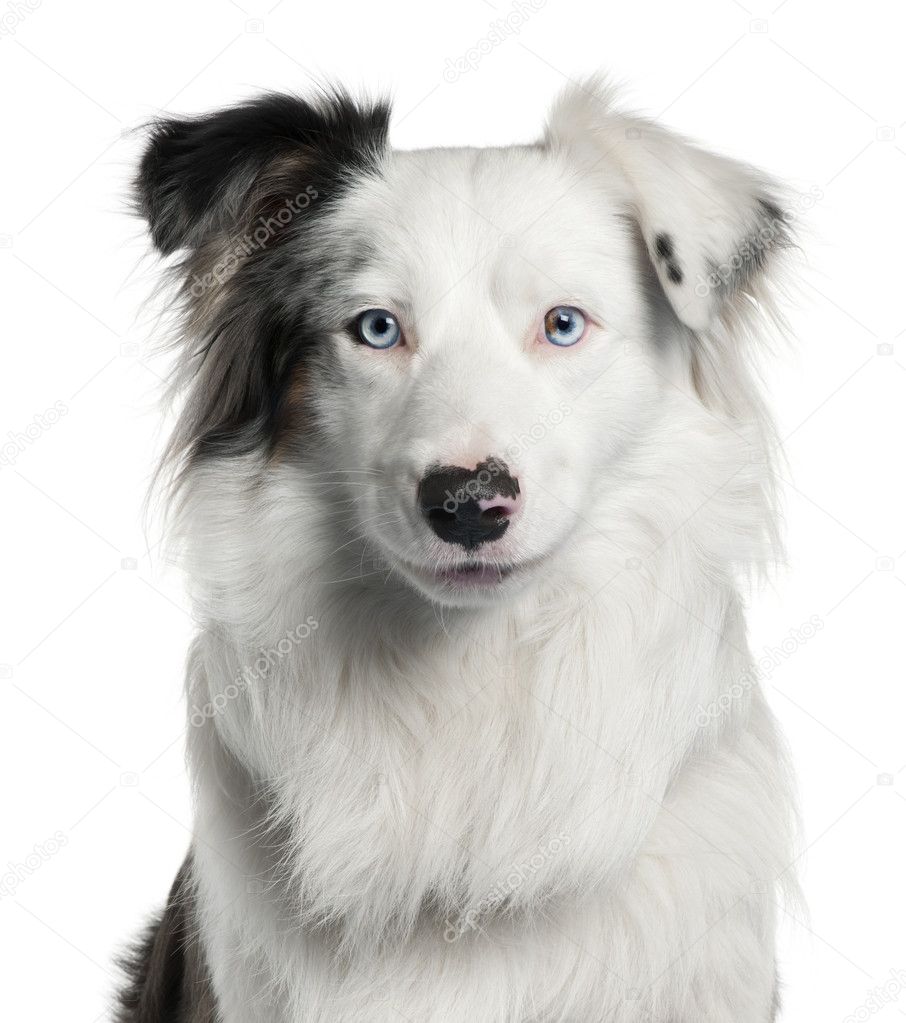 Close-up of Border Collie, 2 years old, in front of white backgr