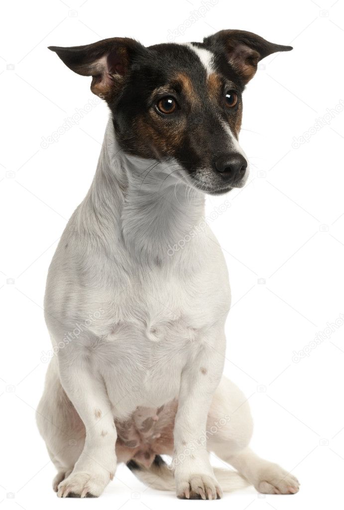 Jack Russell Terrier, 1 and a half years old, sitting in front of white background