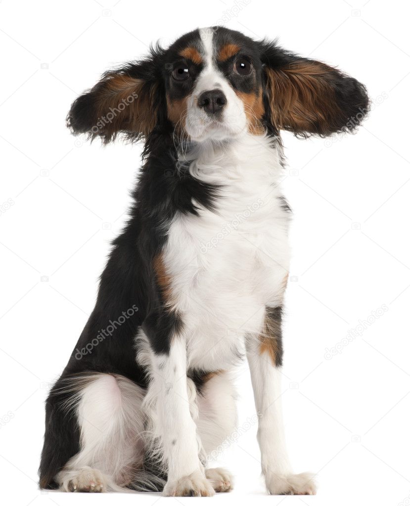 Cavalier King Charles Spaniel, 7 months old, with hair in the wind in front of white background