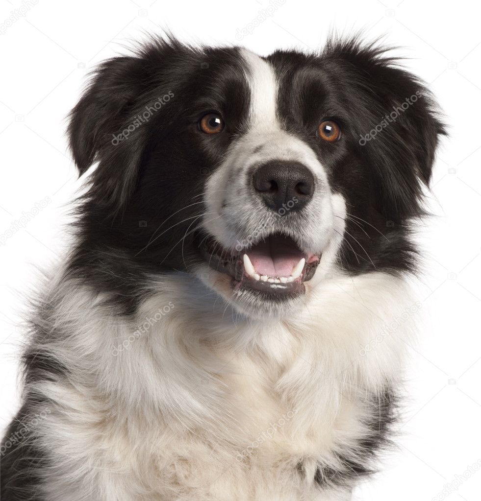 Border Collie, 14 months old, sitting in front of white background