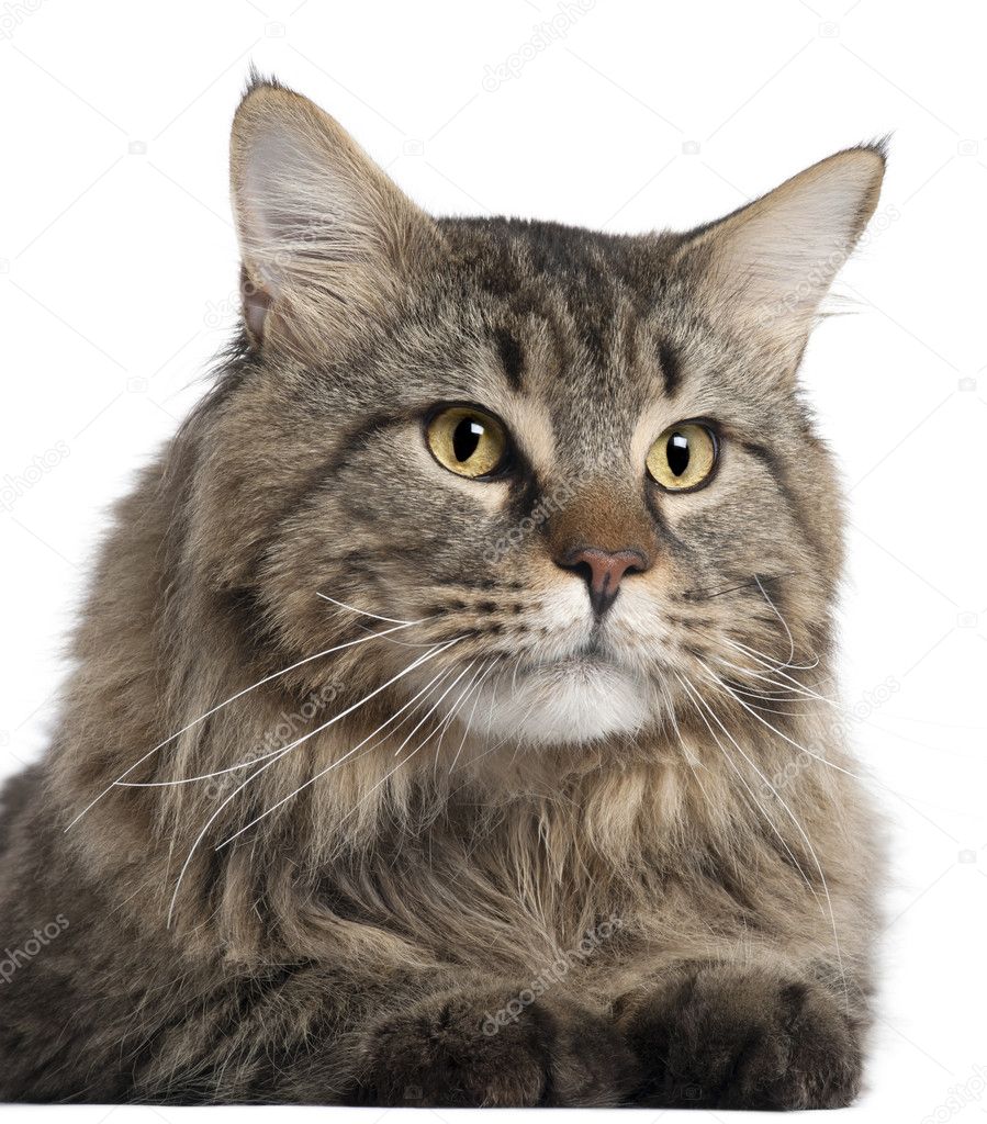 Close-up of Maine Coon, 2 years old, in front of white background