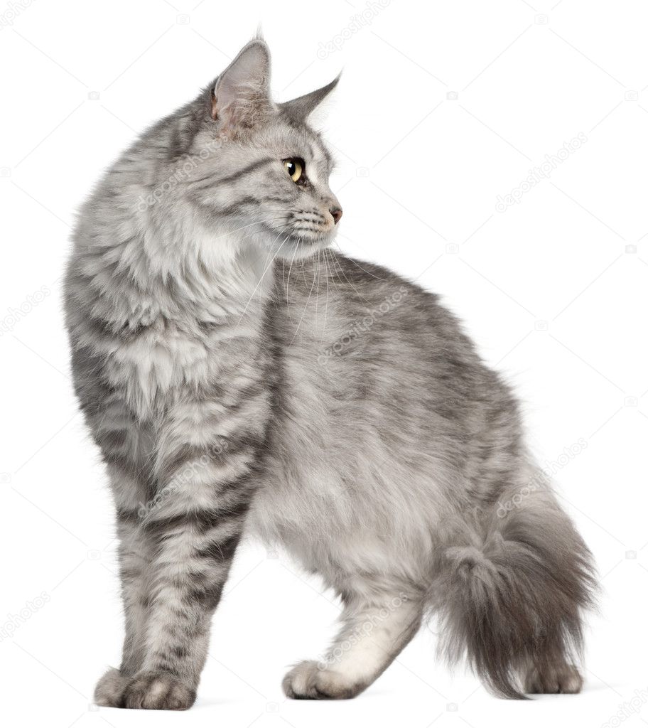 Maine Coon, 2 years old, in front of white background