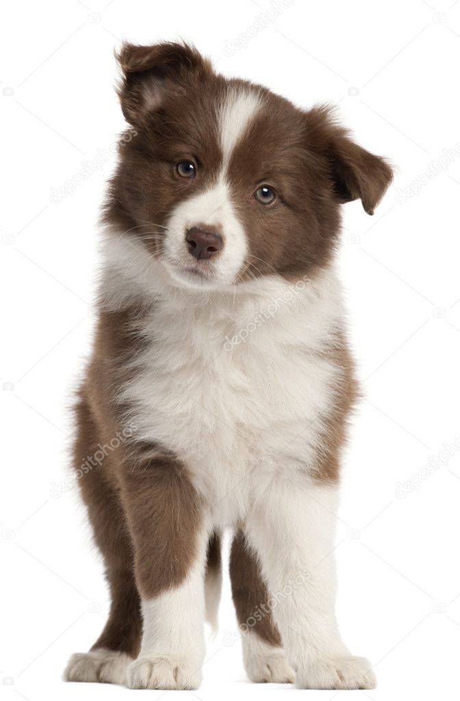 Border Collie puppy, 8 weeks old, sitting in front of white background
