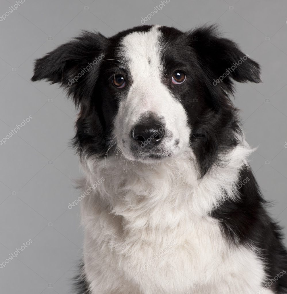 Close-up of Border Collie, 7 months old, in front of grey background ...