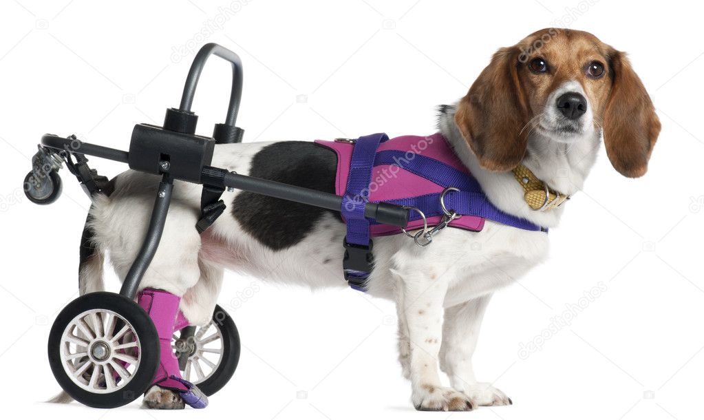 Paralyzed handicapped Mixed-breed dog, 8 years old, in front of white background