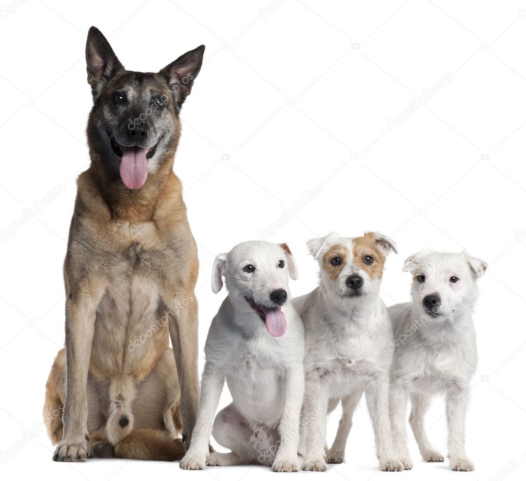 German Shepherd, 11 years old, and Parson Russell Terriers, 6 years old, 2 and a half years old and 11 months old, in front of white background