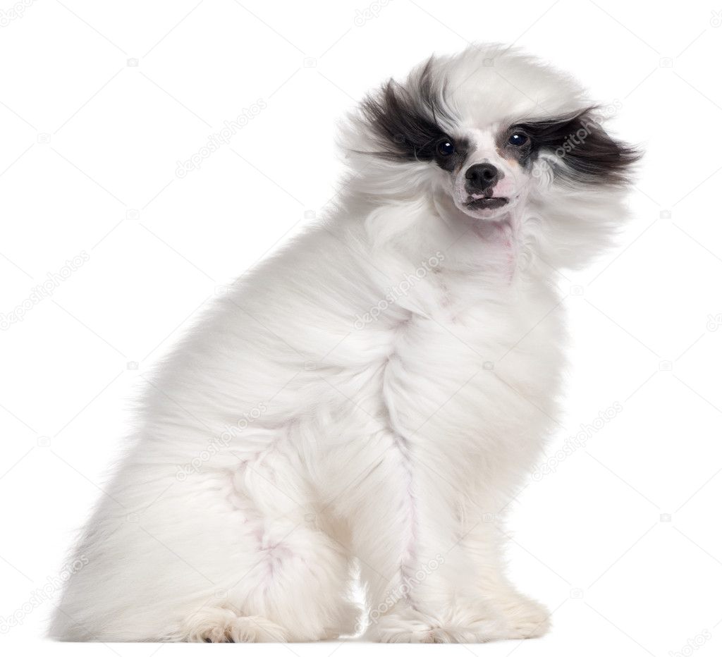 Chinese Crested Dog, 7 months old, sitting in front of white background