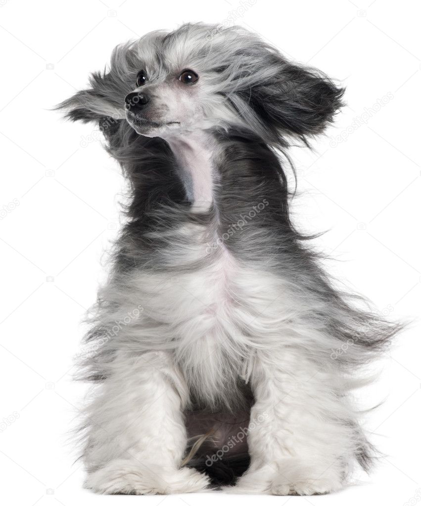 Chinese Crested Dog, 15 months old, with hair in the wind in front of white background