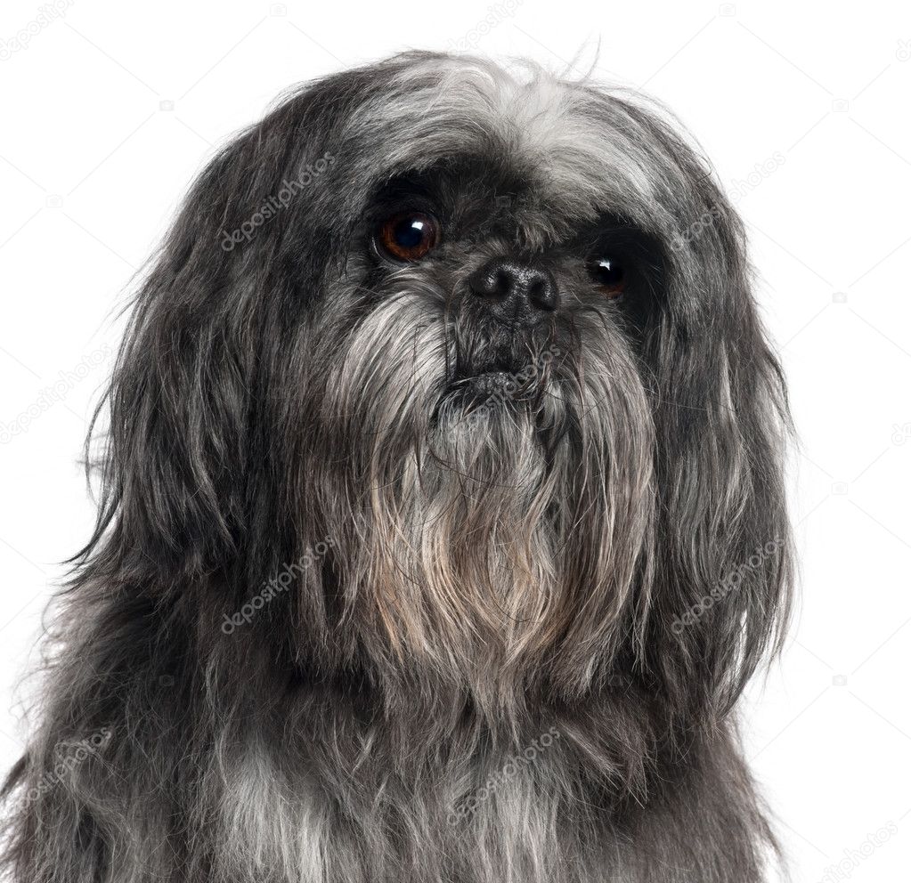 Close-up of Shih Tzu, 9 years old, in front of white background