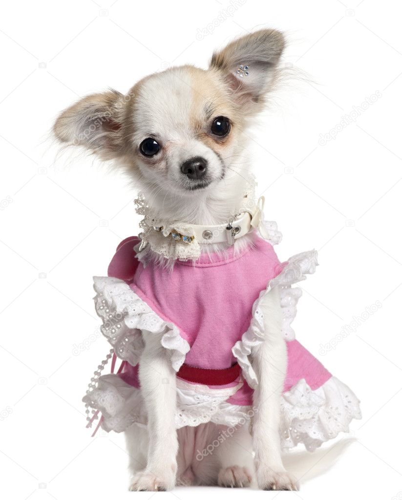 Close-up of Chihuahua puppy in pink dress, 6 months old, in front of white background
