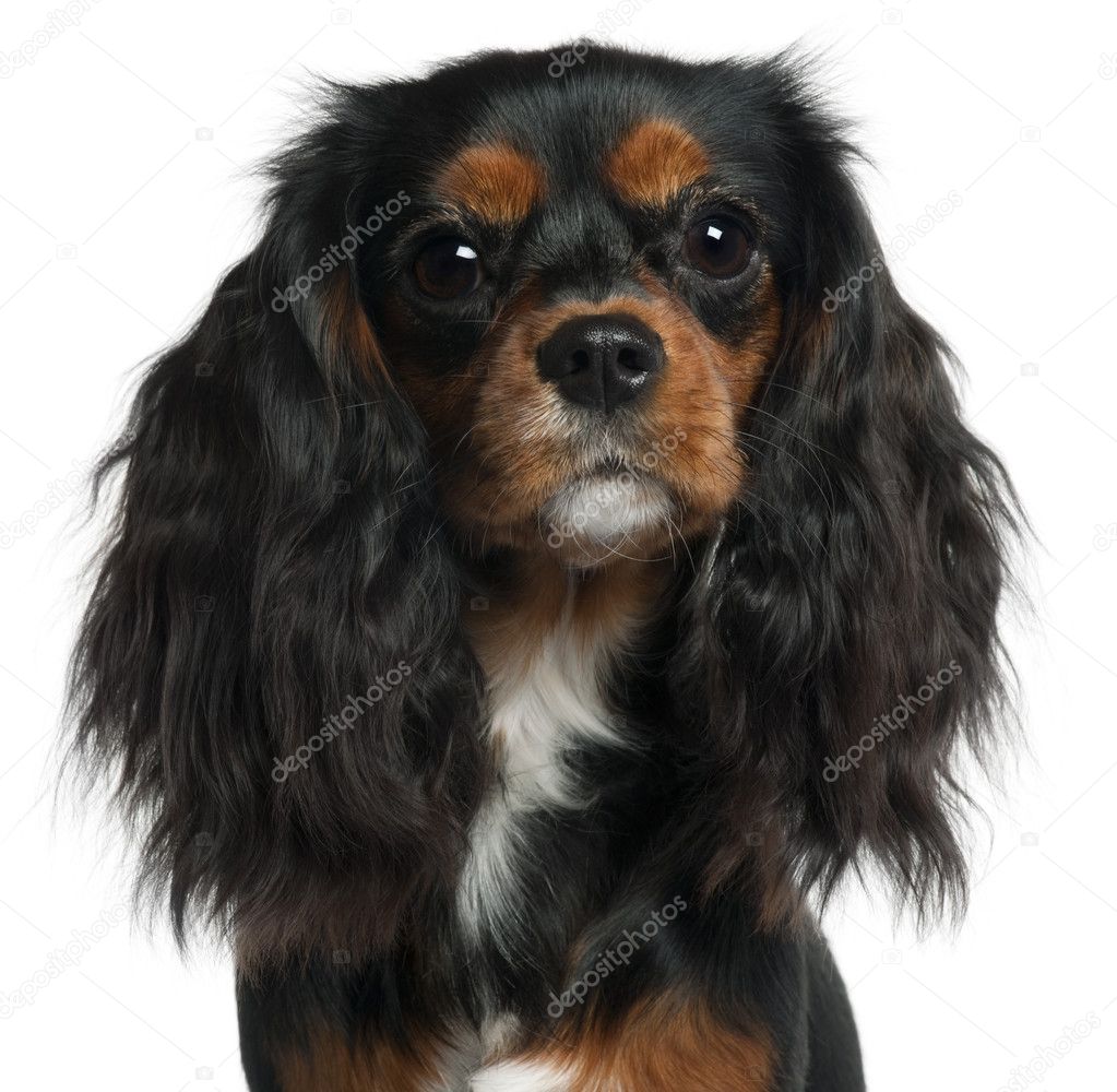 Cavalier King Charles Spaniel, 11 months old, sitting in front of white background