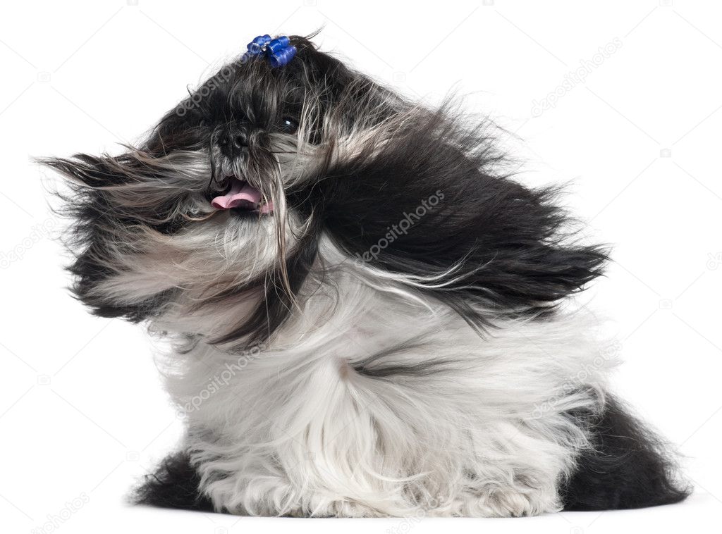 Shih Tzu with hair in the wind, 4 years old, in front of white background