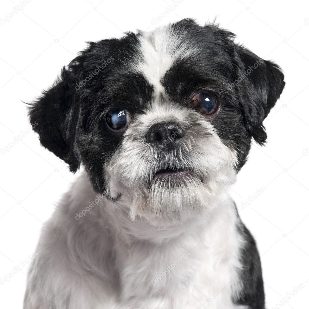 Close-up of Shih Tzu, 4 years old, in front of white background