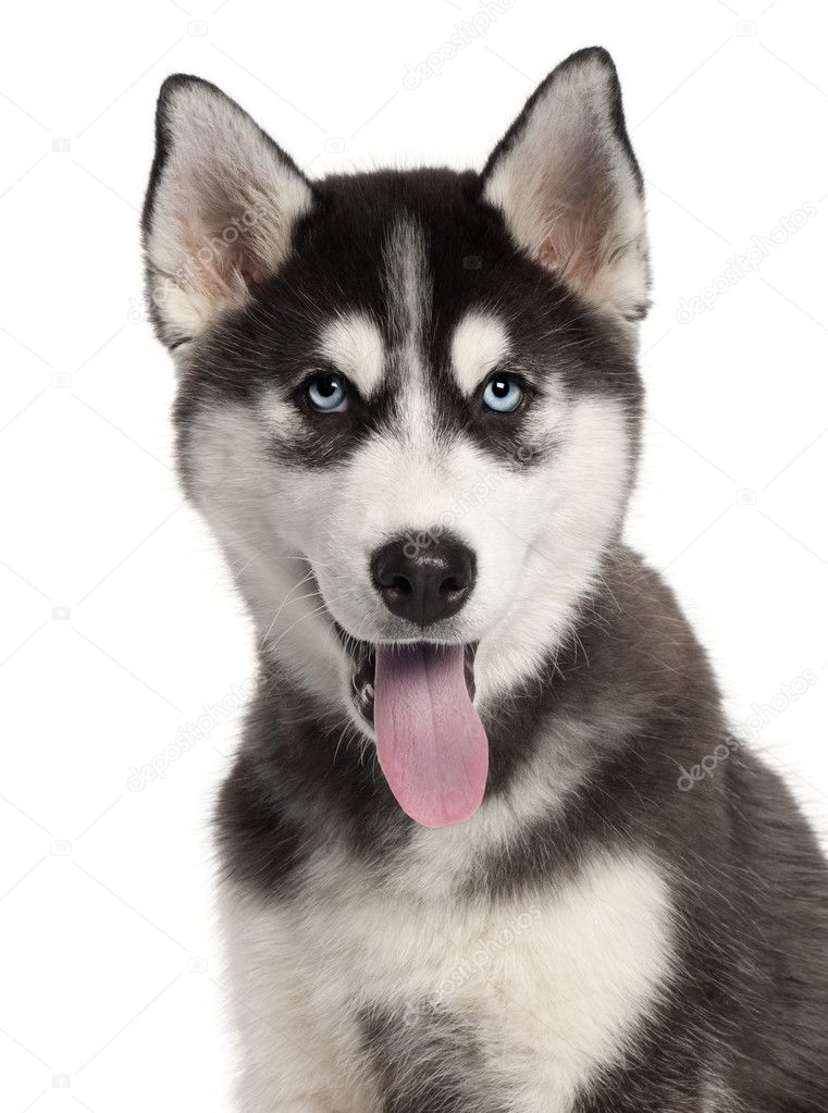 Close-up of Siberian Husky puppy, 4 months old, in front of white background