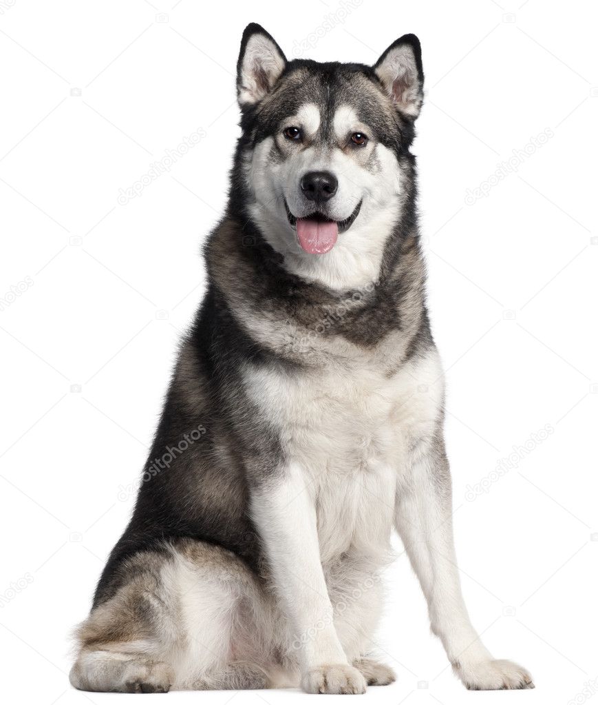 Alaskan Malamute, 2 years old, sitting in front of white background