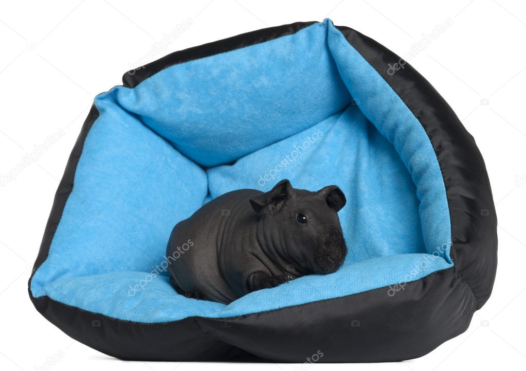 Black guinea pig, 3 months old, in blue dog pillow in front of white background