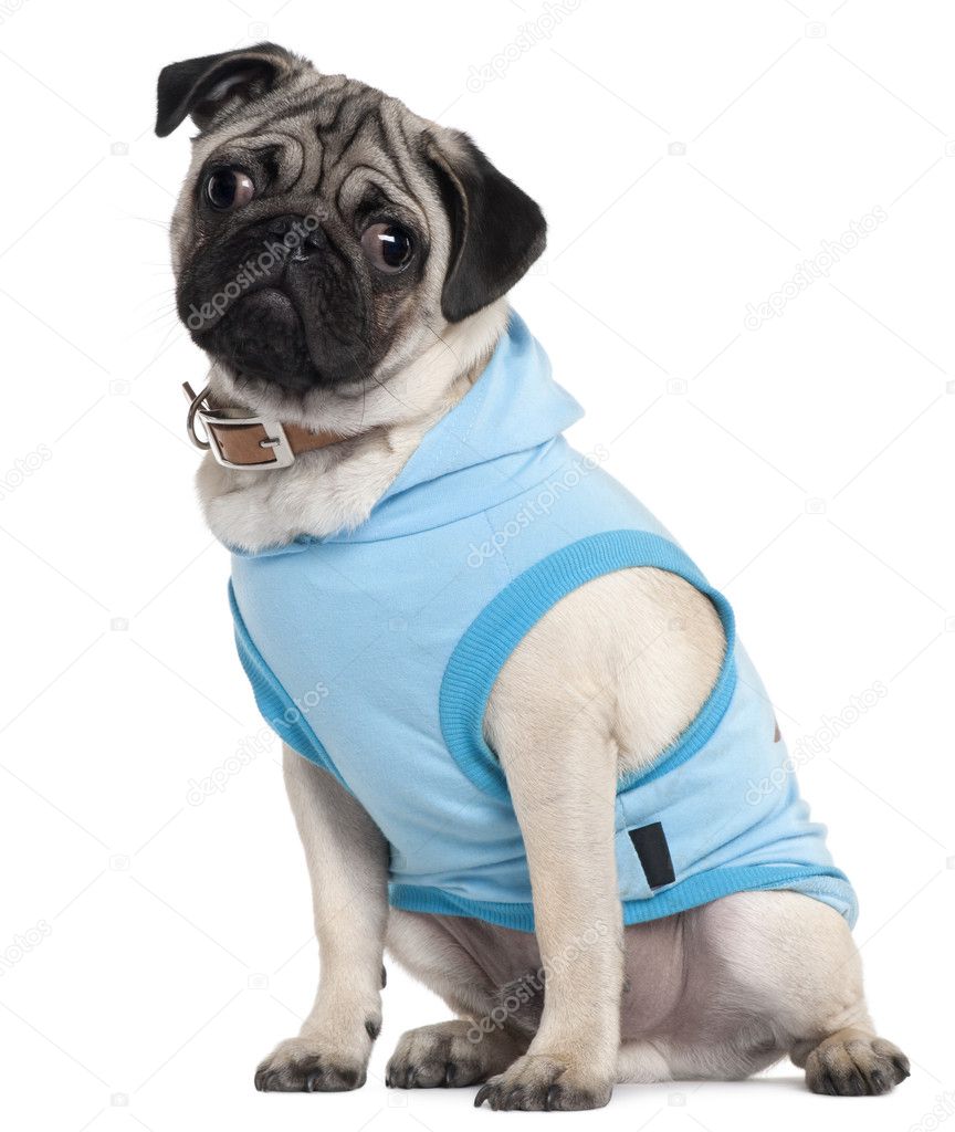 Close-up of Pug puppy wearing blue, 6 months old, in front of white background