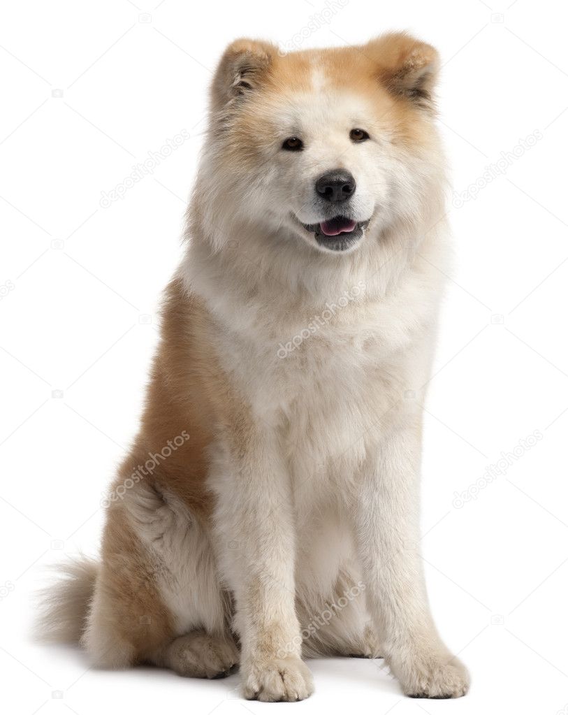 Akita Inu, 4 years old, sitting in front of white background
