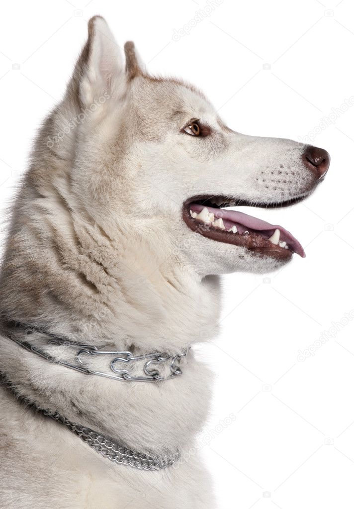 Close-up of Siberian Husky, 1 year old, in front of white background