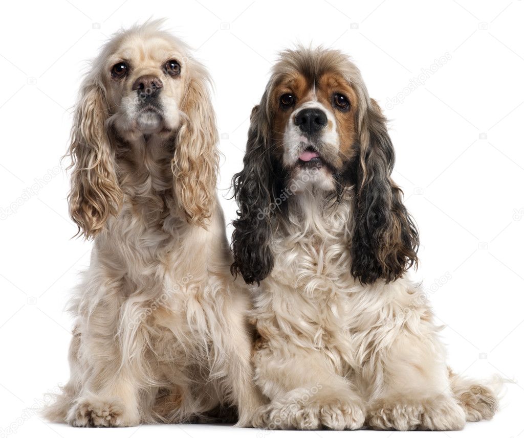 Two American Cocker Spaniels, 1 and 2 years old, in front of white background