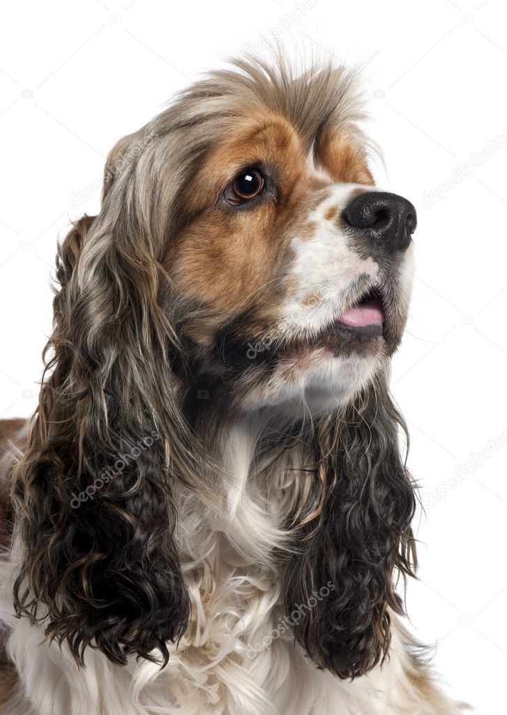 Close-up of American Cocker Spaniel, 1 year old, in front of white background