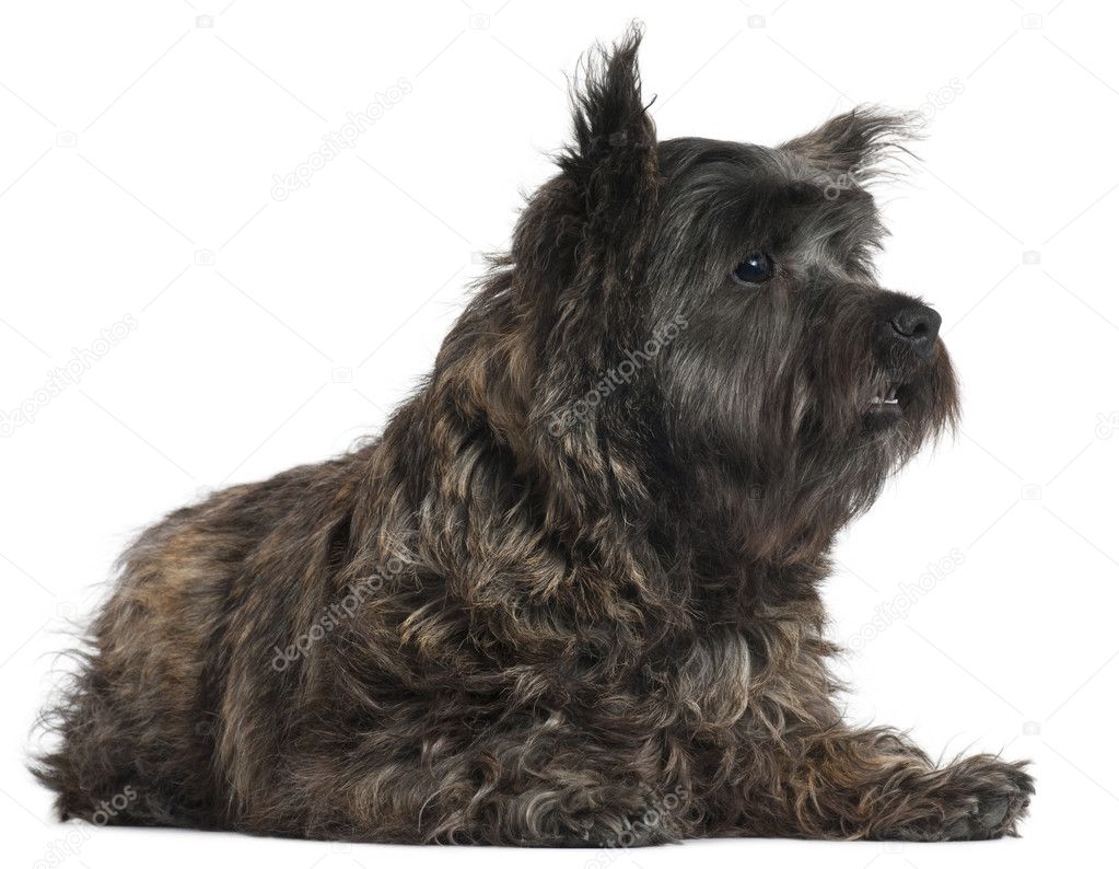 Cairn Terrier, 8 months old, lying in front of white background