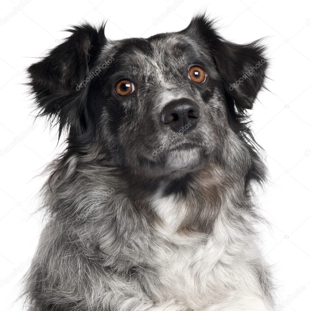 Close-up of Border Collie, 2 years old, in front of white background