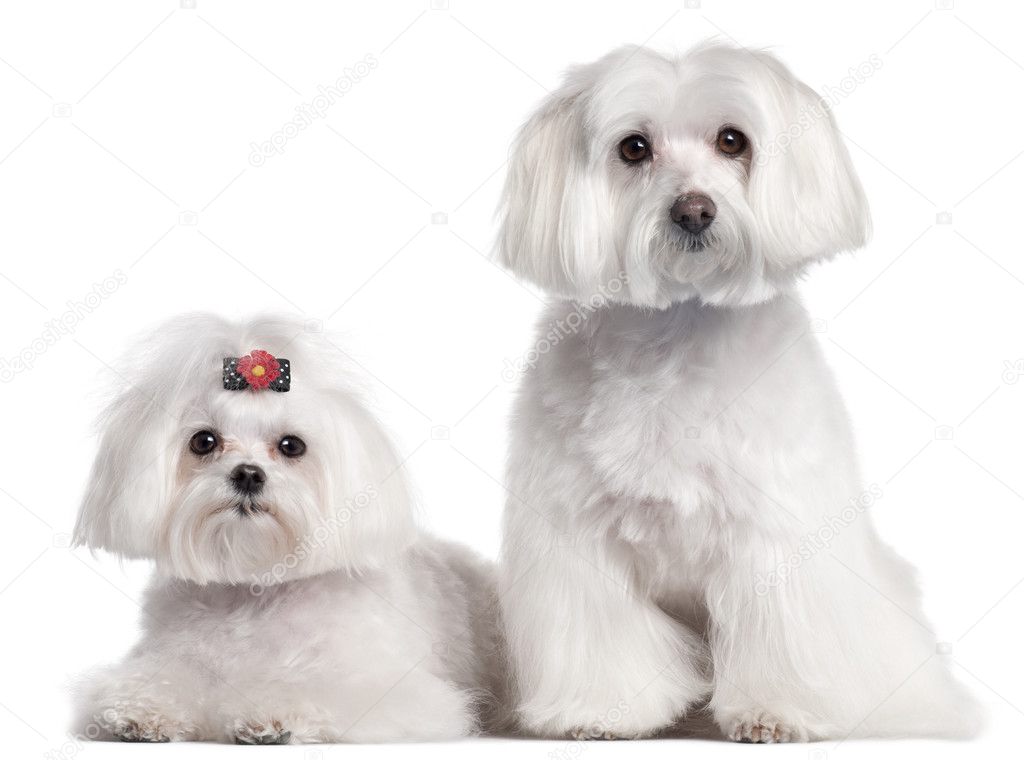 Maltese, 3 and 7 years old, in front of white background