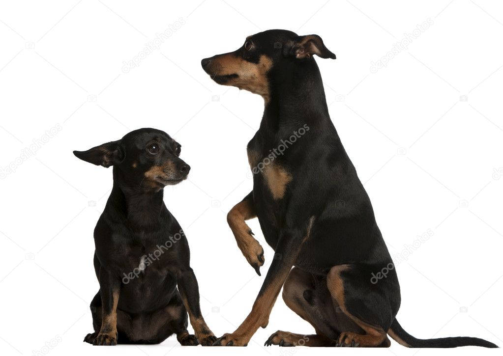 Miniature Pinscher, 7 years old, and German Pinscher, 4 years old, in front of white background