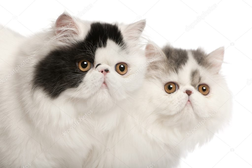Persian cats, 6 months old, in front of white background