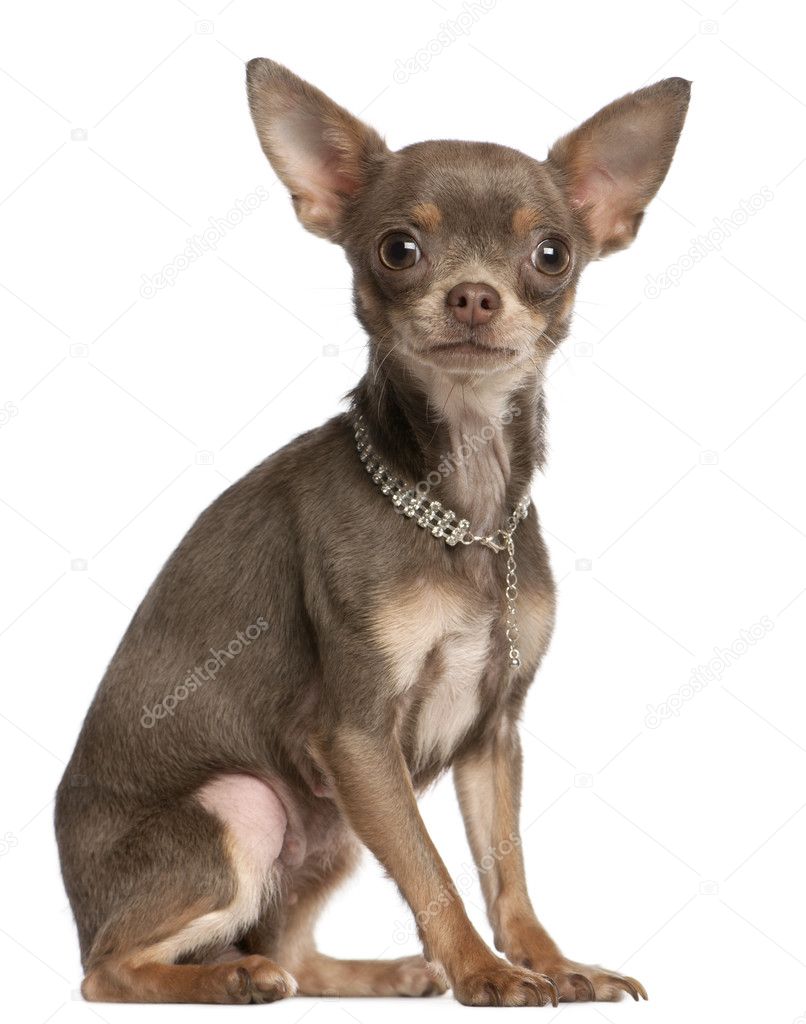 Chihuahua, 1 year old, wearing diamond collar sitting in front of white background