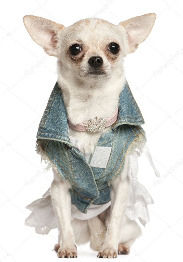 Chihuahua dressed in denim, 10 months old, sitting in front of w