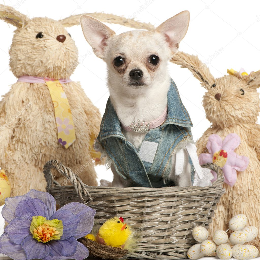 Chihuahua dressed in denim, 10 months old, sitting in Easter basket in front of white background