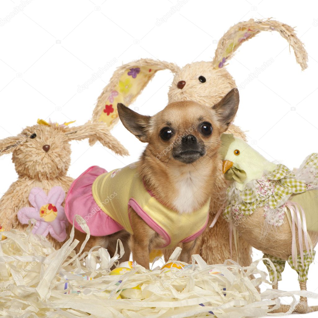 Chihuahua dressed up and standing with Easter stuffed animals in