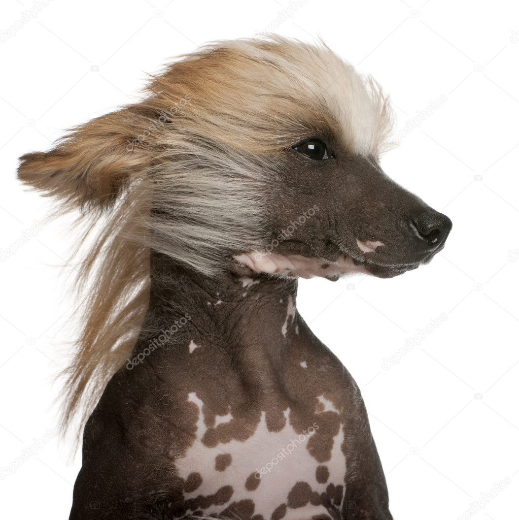 Close-up of Chinese Crested Dog with hair in the wind, 7 years old, in front of white background