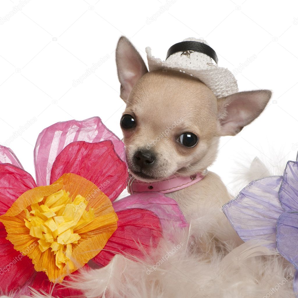 Chihuahua puppy, 2 months old, wearing hat