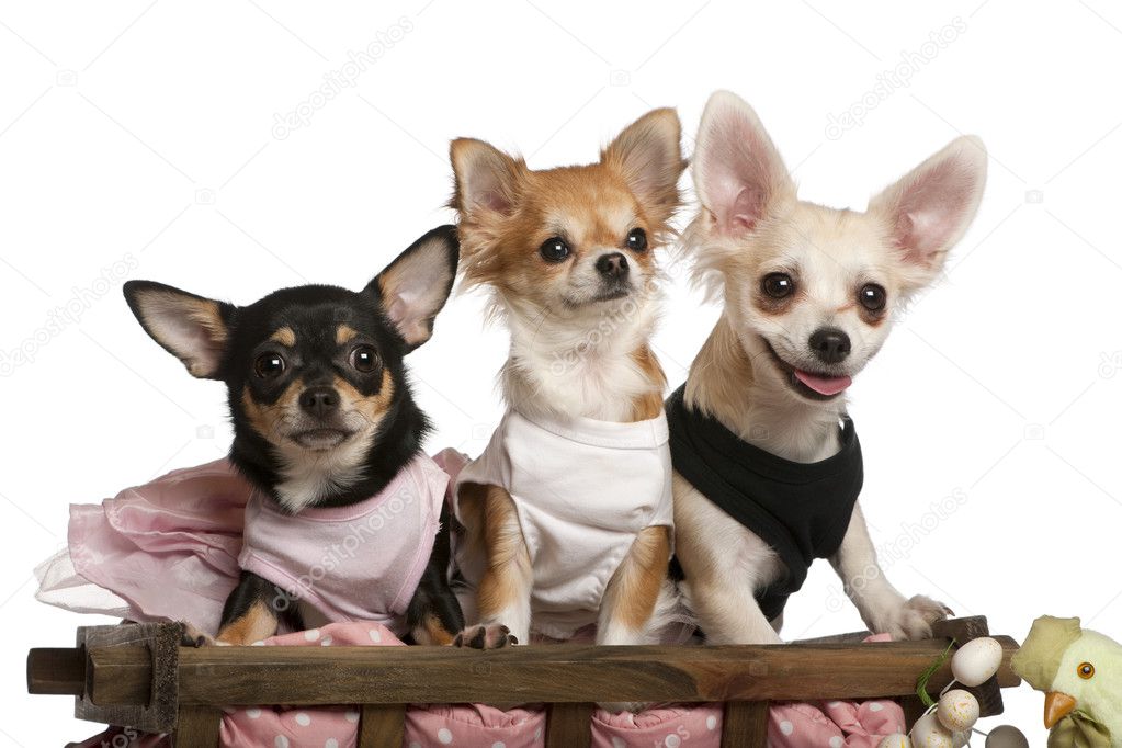 Three Chihuahuas, 1 year old, 8 months old, and 5 months old, sitting in dog bed wagon in front of white background