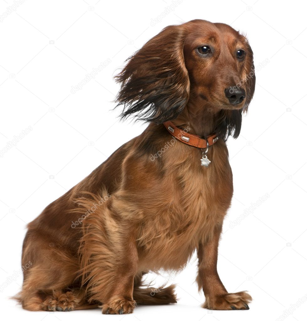 Dachshund with hair in the wind, 2 years old, sitting in front of white background