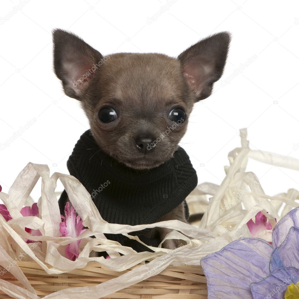 Close-up of Chihuahua puppy sitting in Easter basket with flowers in front of white background
