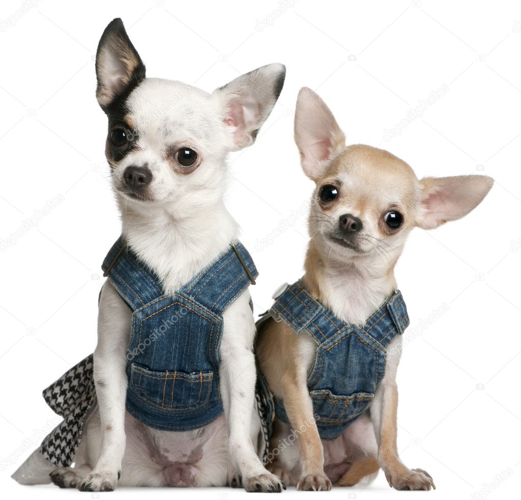 Chihuahuas wearing denim, 1 year old and 11 months old, sitting in front of white background