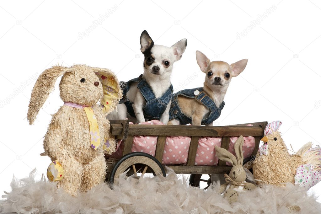 Chihuahuas wearing denim, 1 year old and 11 months old, sitting in dog bed wagon with stuffed animals in front of white background