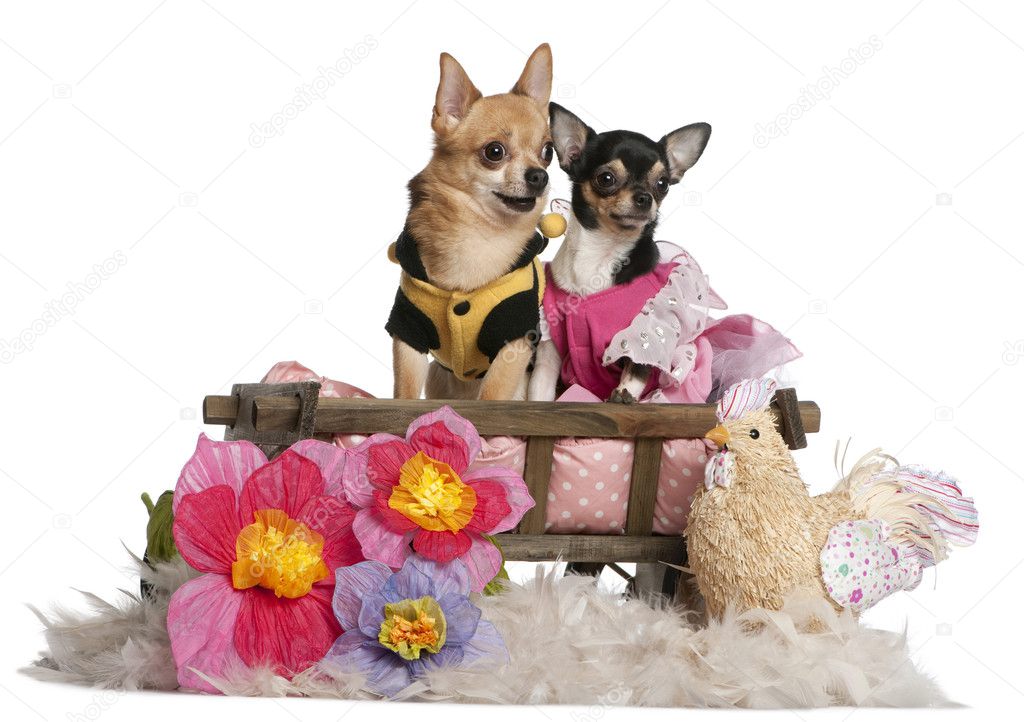 Chihuahuas, 5 years old and 3 years old, dressed up and sitting in dog bed wagon in front of white background