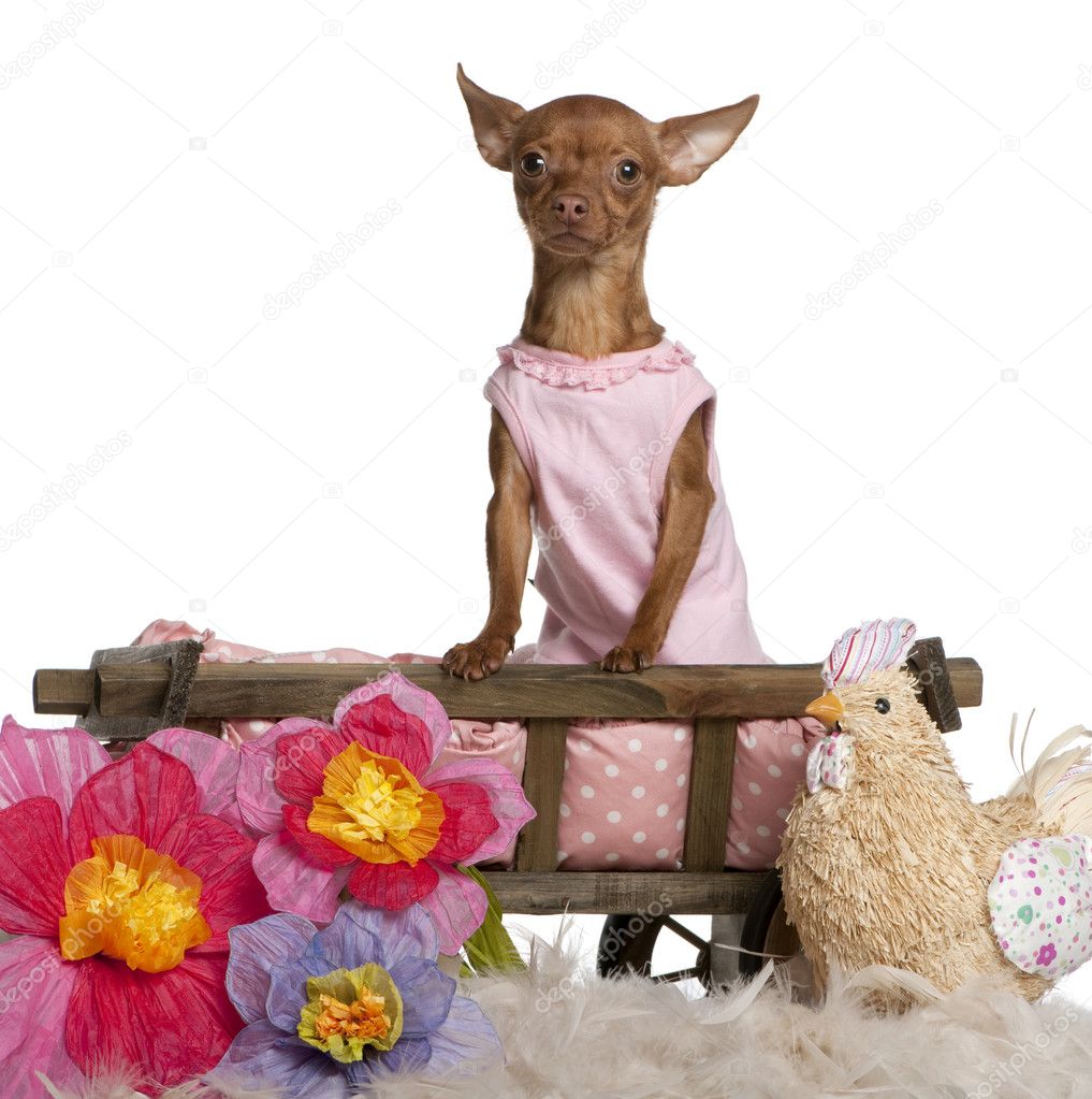 Chihuahua in pink dress, 11 months old, sitting in dog bed wagon with stuffed chicken and flowers in front of white background