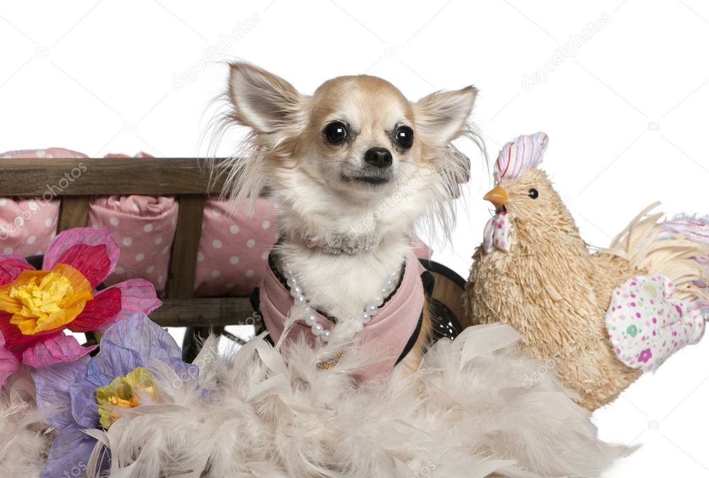 Chihuahua, 3 years old, dressed up and sitting near dog bed with flowers and stuffed chicken in front of white background