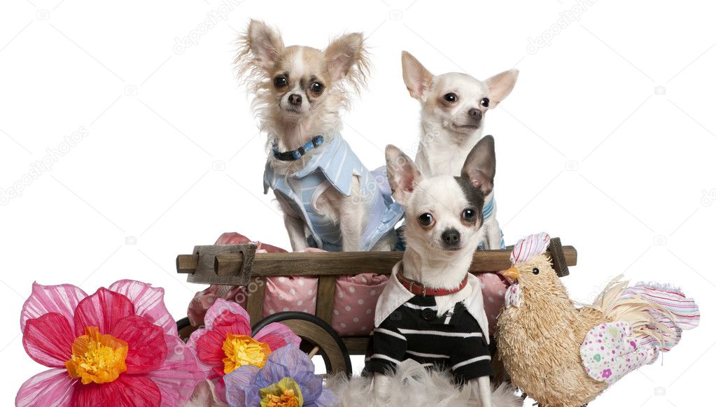 Three Chihuahuas dressed up and in dog bed wagon near flowers and stuffed chicken in front of white background