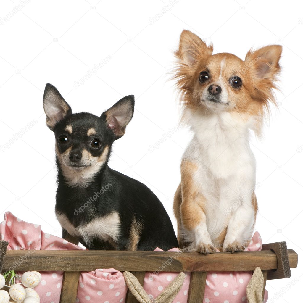 Chihuahuas, 14 months old, sitting in dog bed wagon with Easter stuffed animals in front of white background