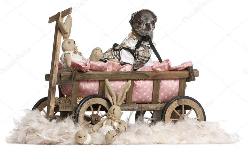 Three Chihuahuas, 6 and 7 months old, with dog bed wagon and Easter stuffed animals in front of white background